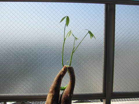 c0196992_15223524.jpg