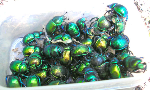 e0083097_2349313.jpg