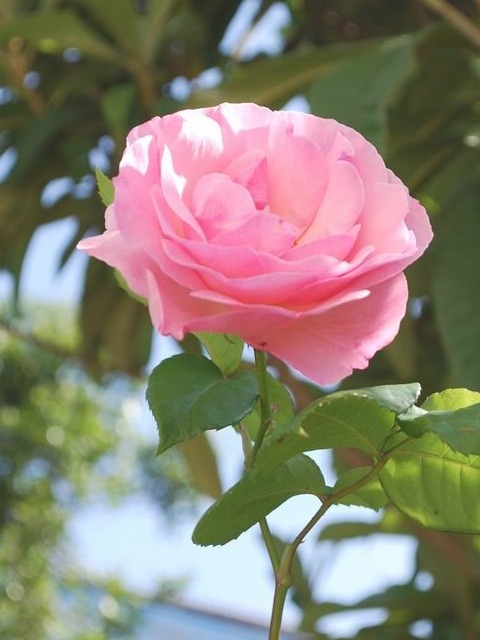 e0025300_13401350.jpg