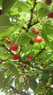 f0114900_2041084.jpg