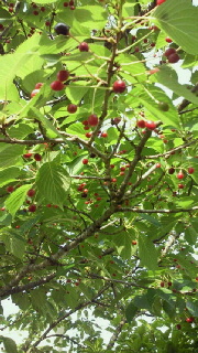 f0114900_2041099.jpg