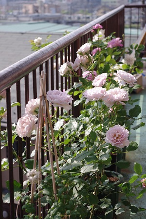 c0147909_9142919.jpg