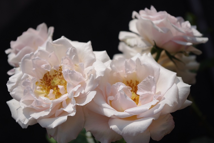 c0147909_9153460.jpg