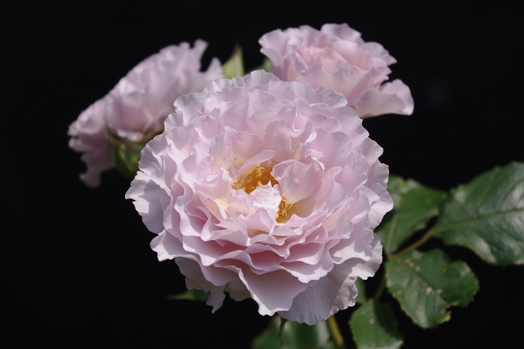c0147909_9184178.jpg