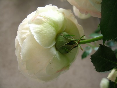 a0111621_921150.jpg