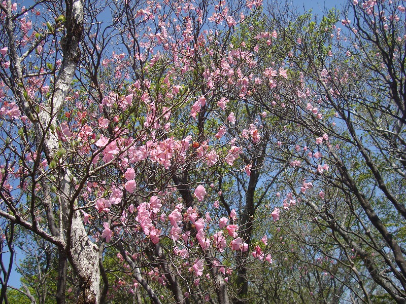 f0193521_1317813.jpg