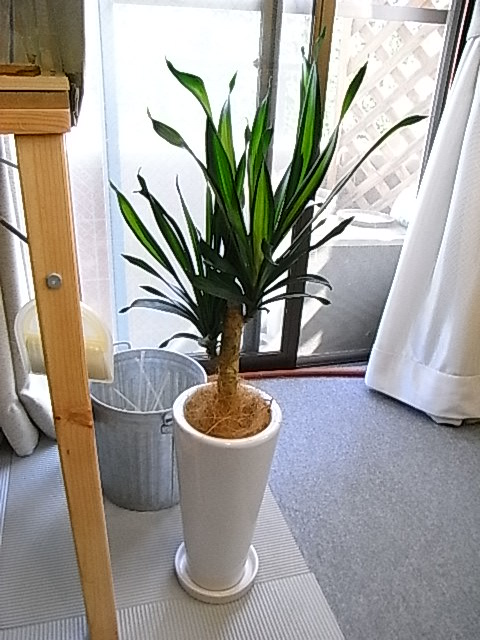 e0130722_21375366.jpg