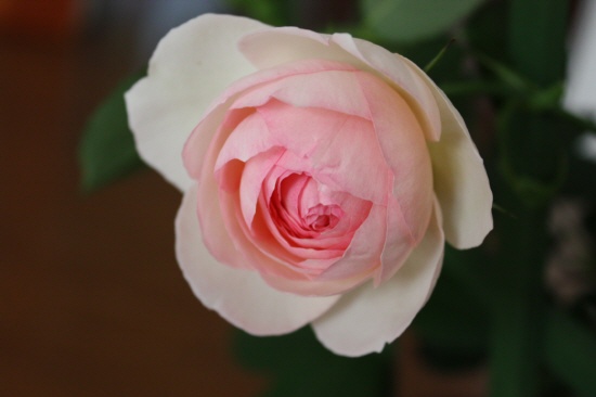 d0077029_851421.jpg