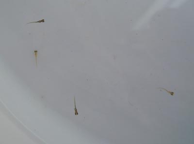 e0097534_17143248.jpg