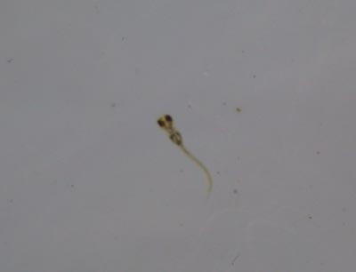 e0097534_1725330.jpg