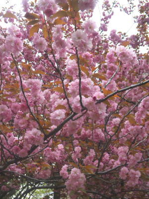 b0001440_1921332.jpg