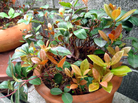 c0147952_0362558.jpg