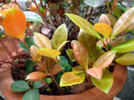 c0147952_0363847.jpg