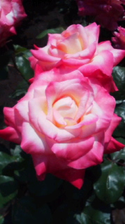 c0100758_2248272.jpg