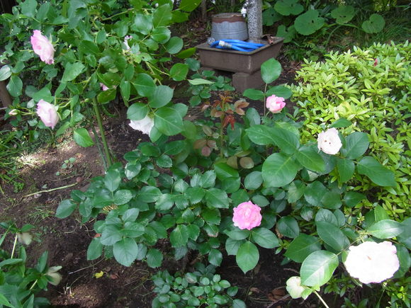 e0116960_2301757.jpg