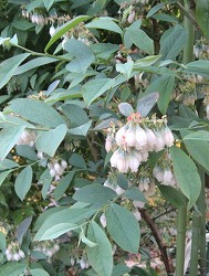 e0041168_11535393.jpg