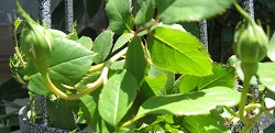 e0041168_1158372.jpg