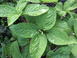 e0041168_12204815.jpg