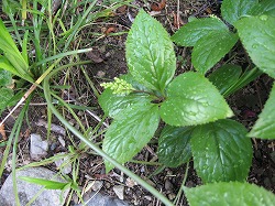 e0041168_1221813.jpg