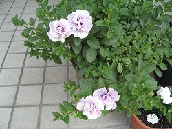 e0041168_12222439.jpg