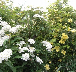 e0041168_1222572.jpg