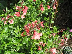 e0041168_1222592.jpg
