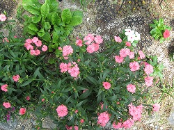 e0041168_12232428.jpg
