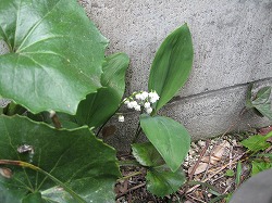 e0041168_12281213.jpg