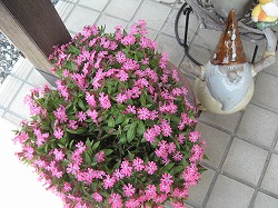 e0041168_1232727.jpg
