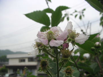 b0175571_13161874.jpg