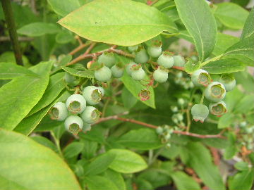 b0175571_13163354.jpg