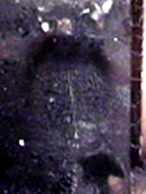 e0103408_0332961.jpg