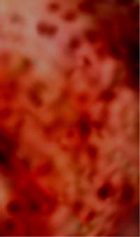 e0103408_17154389.jpg