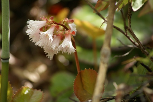 c0042418_16224823.jpg