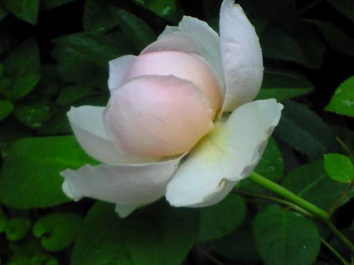 c0097620_21362430.jpg