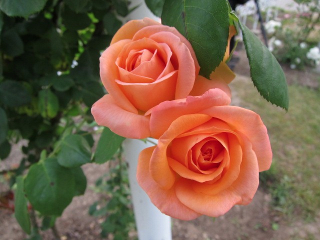 c0225420_1982551.jpg