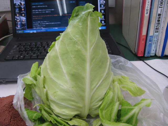 c0009528_10141145.jpg