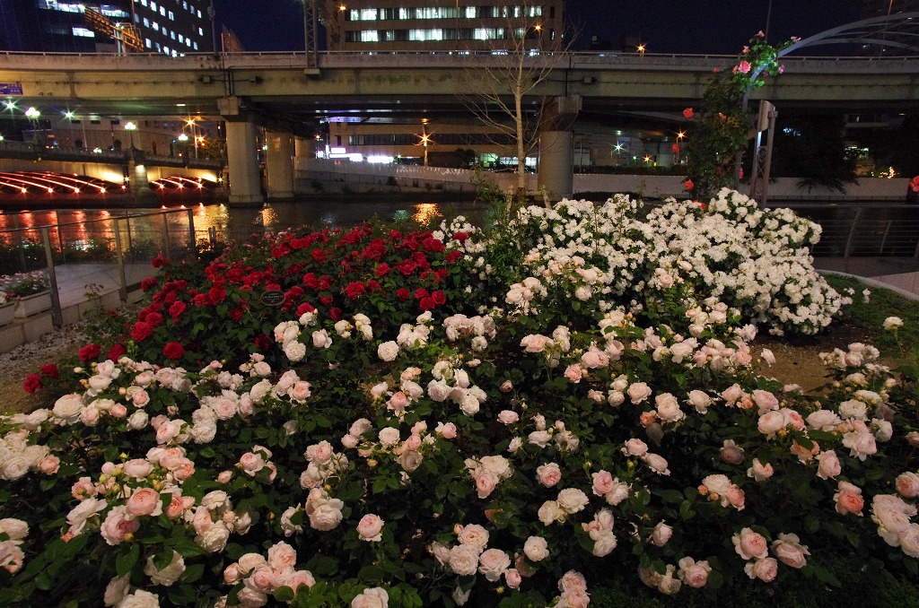 c0106831_2385891.jpg