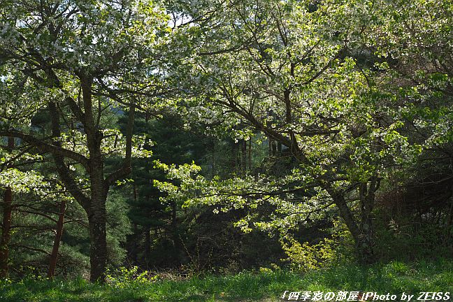 a0195032_2061571.jpg
