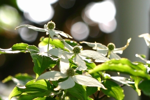 c0134734_12512100.jpg