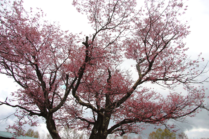 d0069235_23452016.gif
