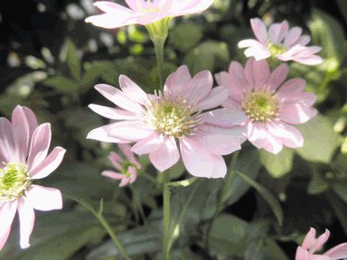 c0136736_16432817.gif