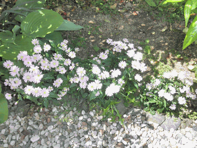 c0136736_1643886.gif