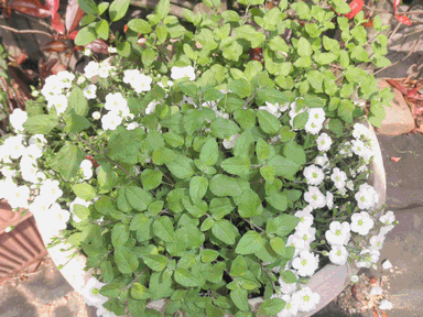 c0136736_1645375.gif