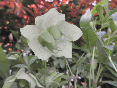 c0136736_16472678.gif