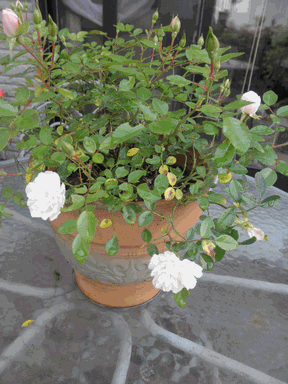 c0136736_16521589.gif