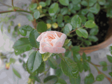 c0136736_16533919.gif