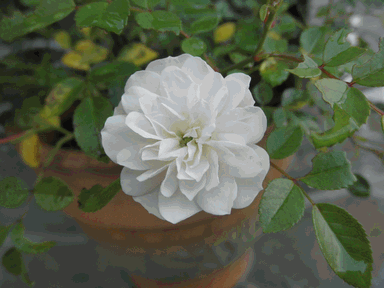 c0136736_1653870.gif