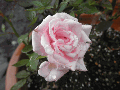 c0136736_1655475.gif