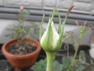 c0136736_16581814.gif